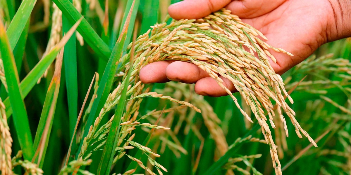 प्रतीकात्मक तस्बिर